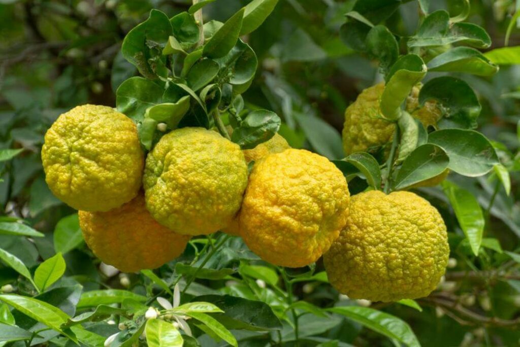 Discovering the Versatility of Bergamot: From Fruit to Essential&nbsp;Oil