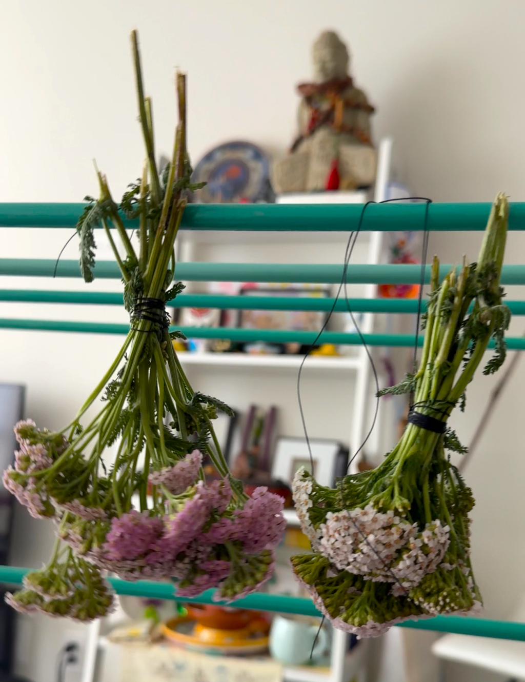 Yarrow: The Sacred Healing Herb You&nbsp;Need