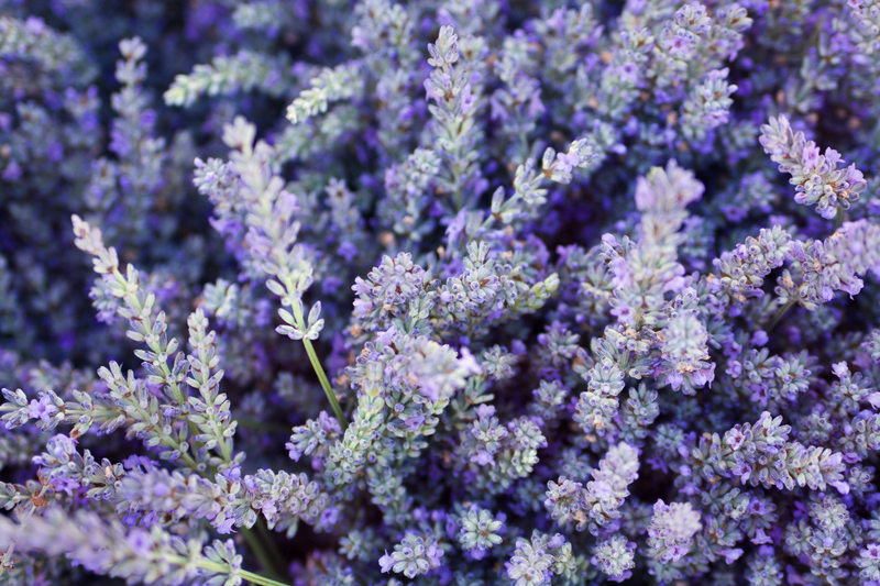 Lavender Oil: Your Guide to Enhanced Energy and&nbsp;Calm