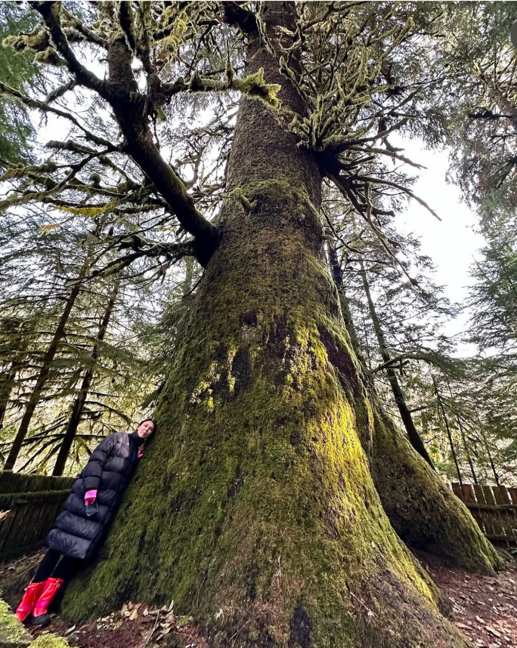 Benefits of Douglas Fir Essential Oil in&nbsp;Aromatherapy