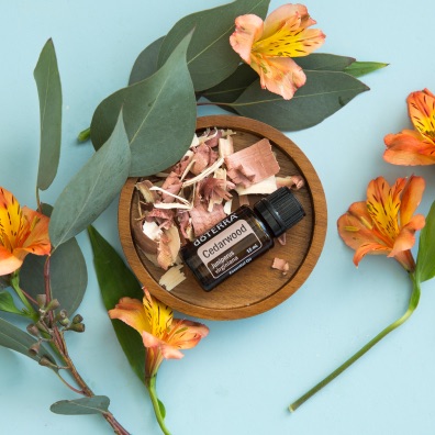 The Sacred Cedar Tree and its Essential&nbsp;Oil