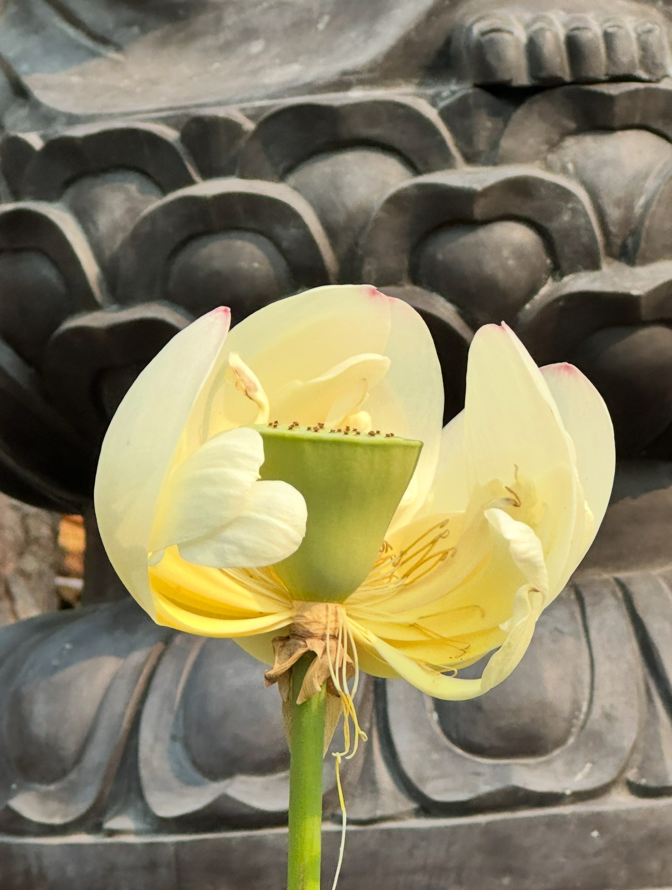 The Meaning of the Lotus in World Religions and Yoga